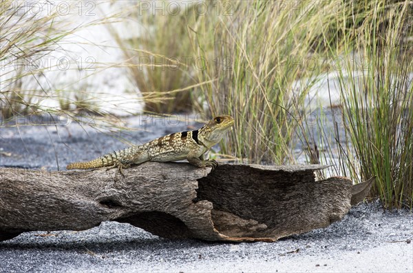 Merrem's Madagascar swift (Oplurus cyclurus) on deadwood