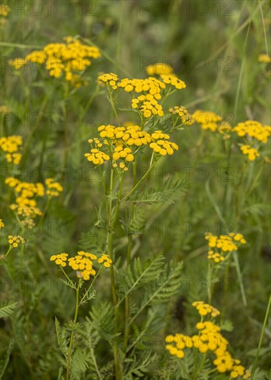 Tansy (Tanacetum vulgare)