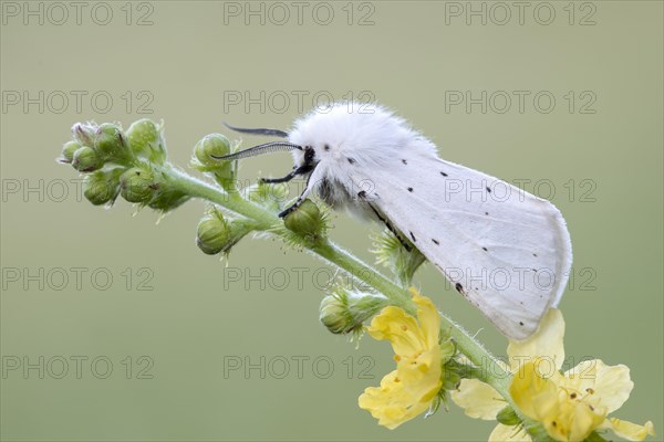 White ermine (Spilosoma lubricipeda)