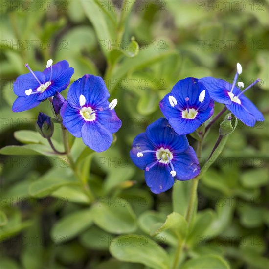 Rock speedwell (Veronica fruticans)