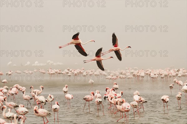 Bird colony with Lesser flamingos (Phoeniconaias minor)