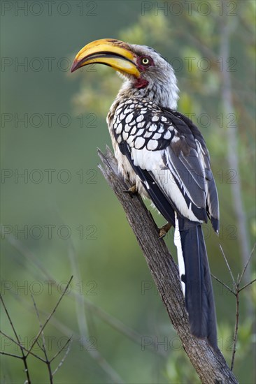 Southern Yellow-billed Hornbill (Tockus leucomelas)