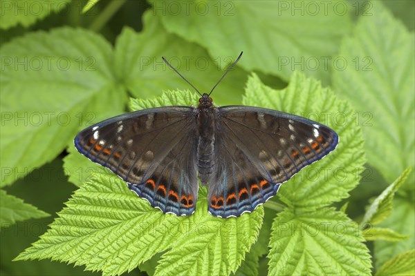 Poplar admiral (Limenitis populi) with spreading wings on leaf