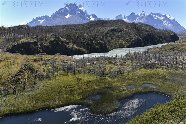 Burnt down forests in the Torres del Paine National Park