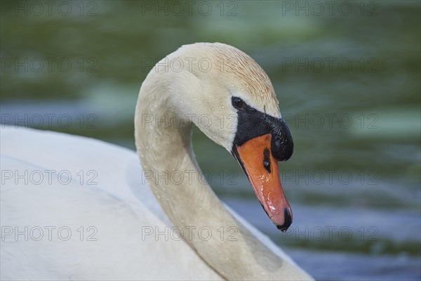 Mute swan (Cygnus olor)