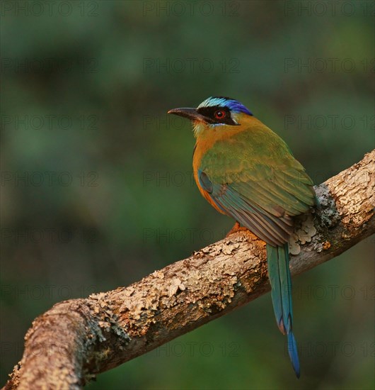 Blue-crowned motmot (Momotus momota)