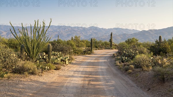 Road through countryside with various cacti (Cactus)