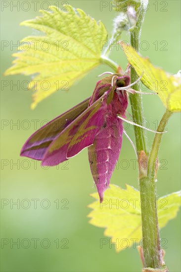 Elephant hawk-moth (Deilephila elpenor) on vine