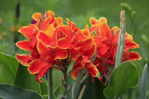 Canna (Canna indica)