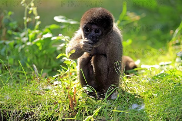 Brown woolly monkey (Lagothrix lagotricha)