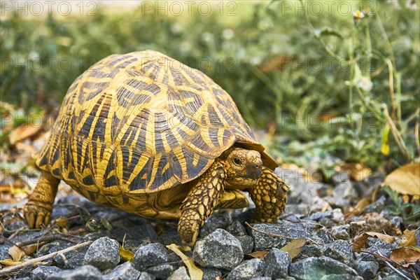 Indian Star Tortoise (Geochelone elegans)