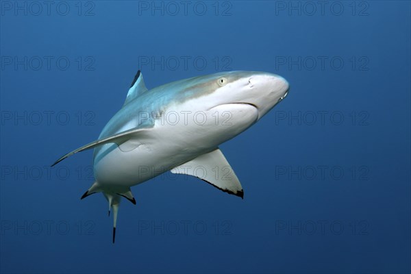 Blacktip reef shark (Carcharhinus melanopterus)