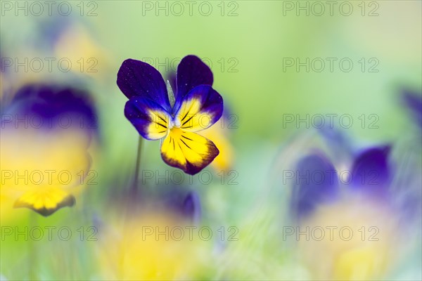 Heartsease (Viola tricolor)