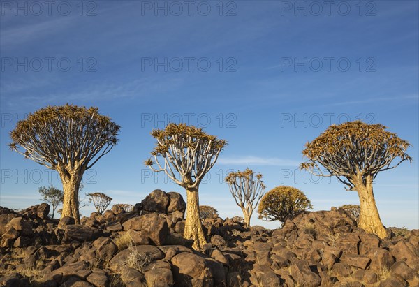 Quiver tree (Aloe dichotoma)