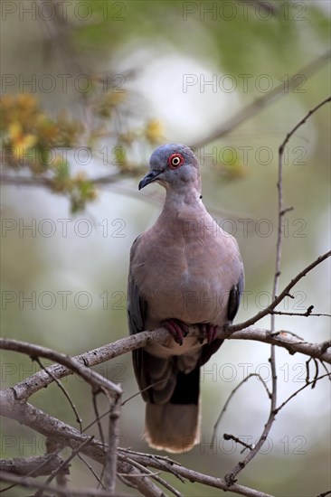 Red-eyed dove (Streptopelia semitorquata)