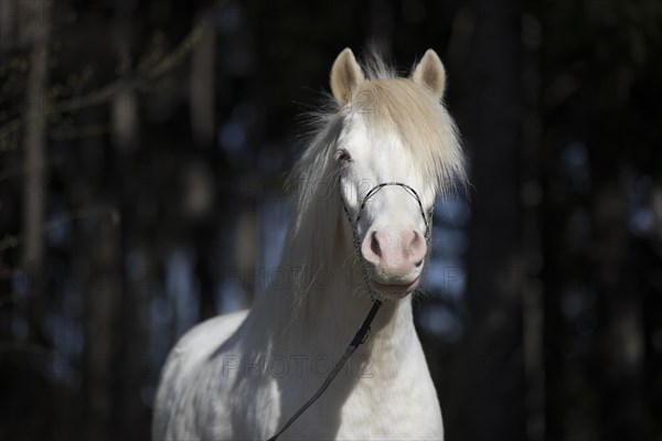 Welsh-Pony