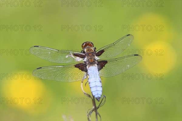 Broad-bodied chaser (Libellula depressa)