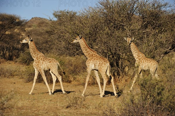Three young Giraffes (Giraffa camelopardalis)