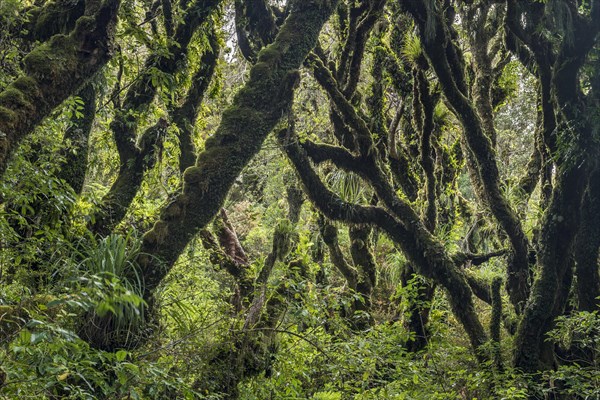 Trees covered with dense moss in rainforest