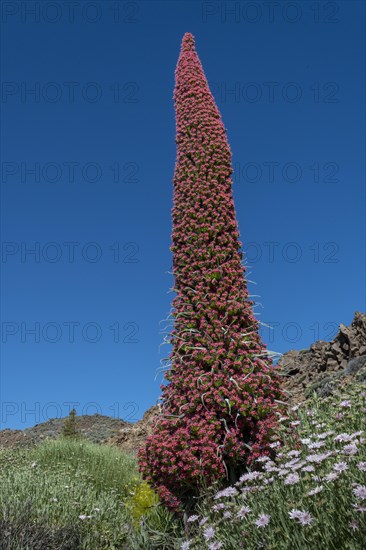 Blooming Echium wildpretii (Echium wildpretii)