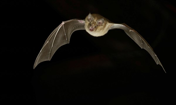 Greater horseshoe bat (Rhinolophus ferrumequinum) in flight at night