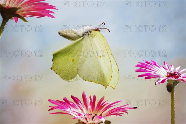 Brimstone (Gonepteryx rhamni)