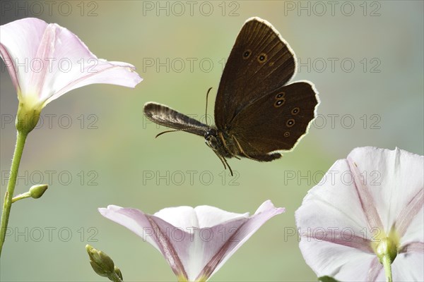 Ringlet (Aphantopus hyperantus)