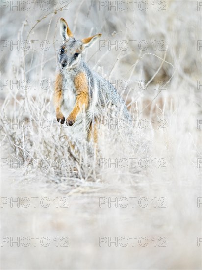 Yellow-footed rock-wallaby (Petrogale xanthopus)