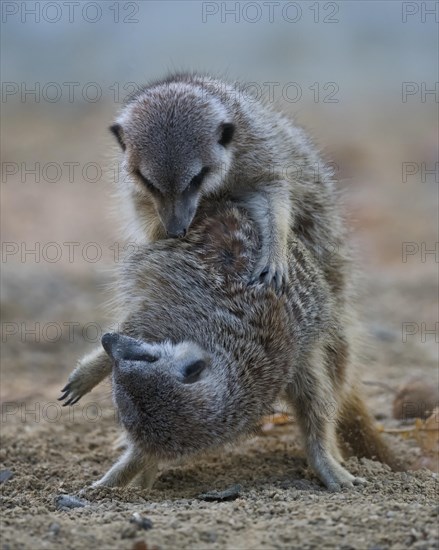 Two Meerkat (Suricata suricatta)