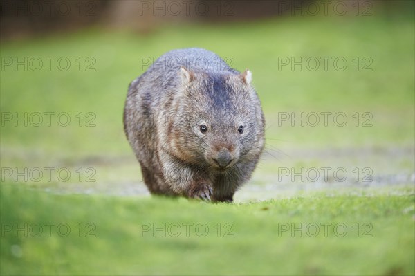 Common wombat (Vombatus ursinus)