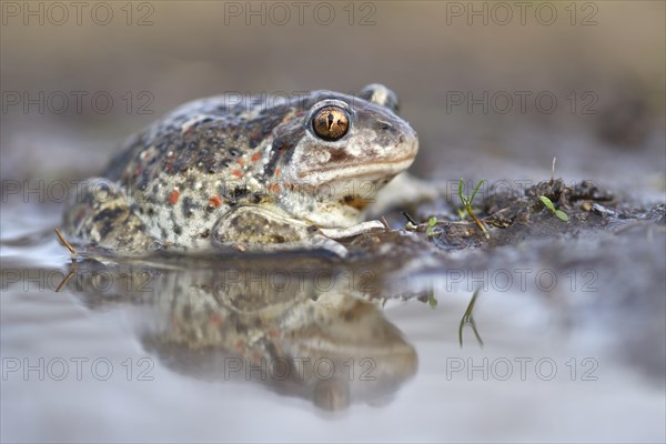 Common spadefoot (Pelobates fuscus) is reflected in a puddle