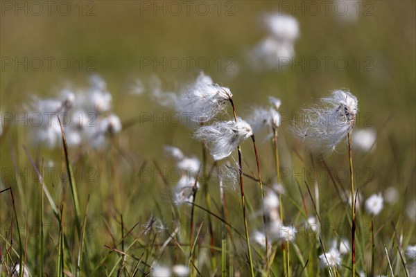 Woolgrass (Eriophorum scheuchzeri) at Lej Pitschen