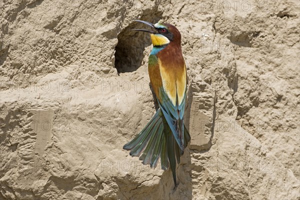 Bee-eater (Merops apiaster) on breeding tube