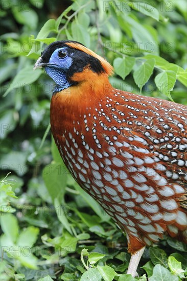 Satyrtragopan (Tragopan satyra) male