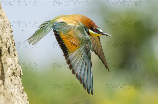 Bee-eater (Merops apiaster) at take-off