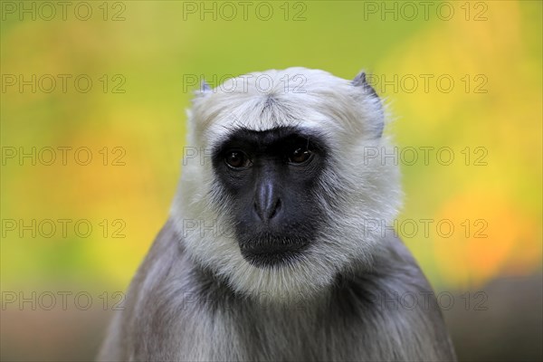 Northern plains gray langur (Semnopithecus entellus)