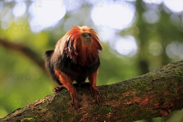 Golden-headed lion tamarin (Leontopithecus chrysomelas)