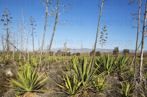 Century plants (Agave americana)