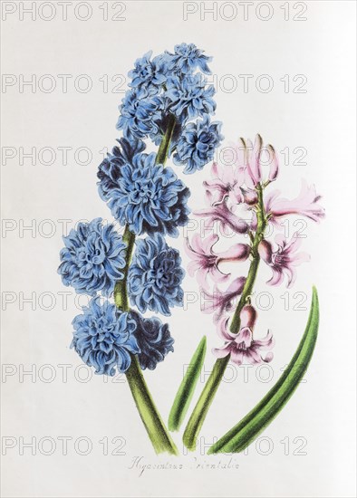 Garden Hyacinth (Hyacinthus orientalis)