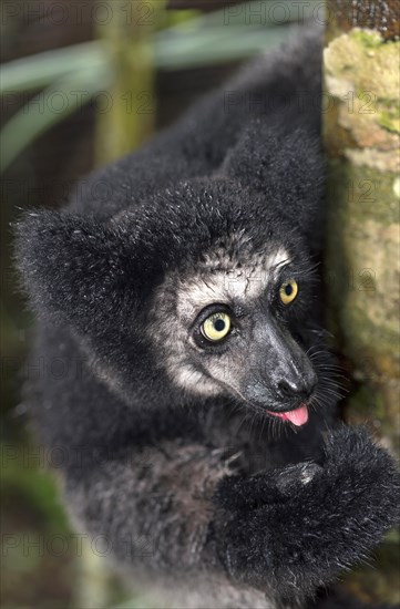 Indri (Indri indri) on a tree