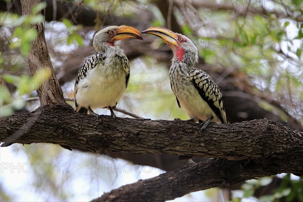 Southern Yellow-billed Hornbill (Tockus leucomelas)