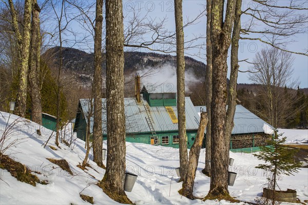 Sugarhouse in spring with buckets on Maple trees