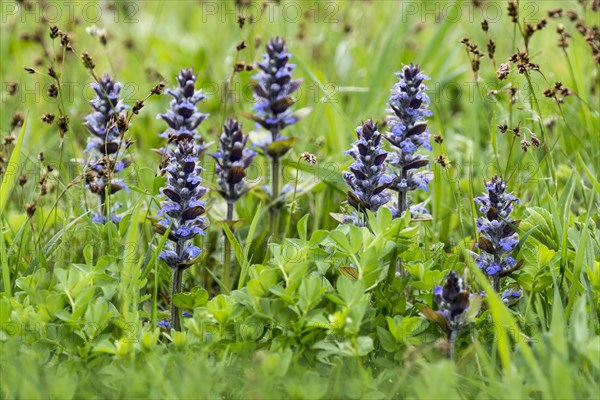 Blue bugles (Ajuga reptans) in a meadow