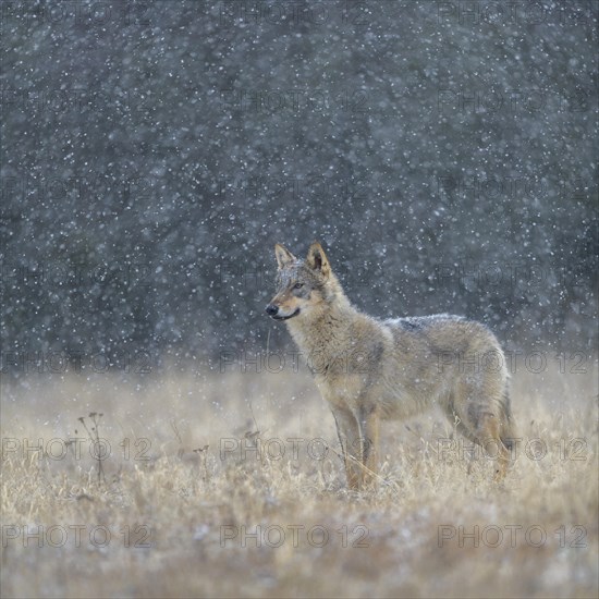 Gray wolf (Canis lupus)