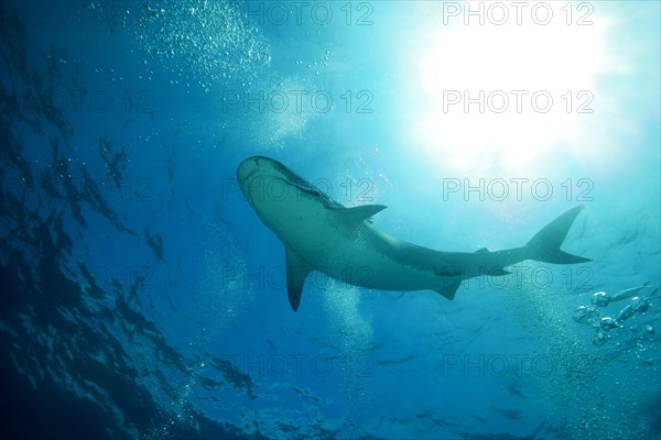 Tiger Shark (Galeocerdo cuvier) floats under the surface of the water