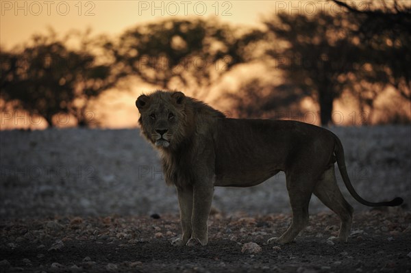 Male Lion (Panthera leo) stands still and stares into the camera at sunrise