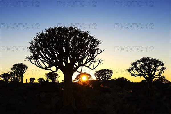 Quiver tree forest