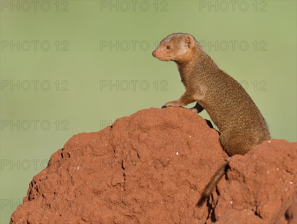 Dwarf mongoose (Helogale parvula) on a termite hill