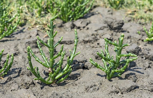 Glasswort (Salicornia spec.)