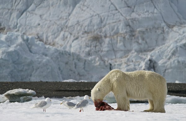 Polar bear (Ursus maritimus) feeding the carcass of a captured seal in the snow